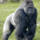 	The badge of the team TBG Gorillas.

