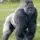TBG Gorillas